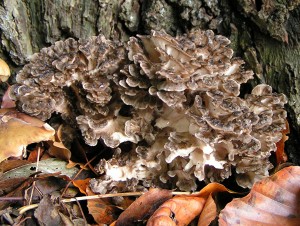 Grifola frondosa (Maitake) medicinal mushroom