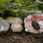 Agaricus subrufescens (Agaricus blazei) medicinal mushroom