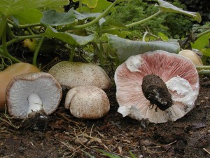 Agaricus subrufescens (Agaricus blazei) medicinal mushroom