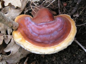 Reishi (Ganoderma lucidum) medicinal mushroom