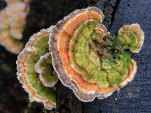 Turkey Tail Mushroom (Trametes versicolor)