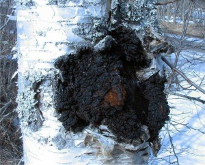 Chaga mushroom (inonotus obliquus) medicinal mushroom