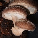 Shiitake medicinal mushroom