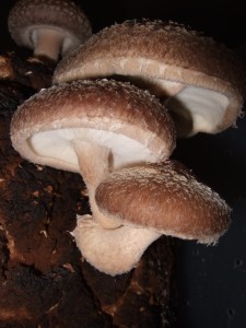 Shiitake medicinal mushroom